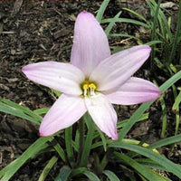 Zephyr Lily (Habranthus robusta)