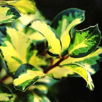 Holly altaclerensis Lawsoniana (Ilex x)