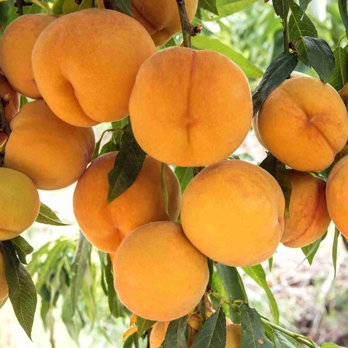 Peach 'Golden Queen' - Ladybird Nursery