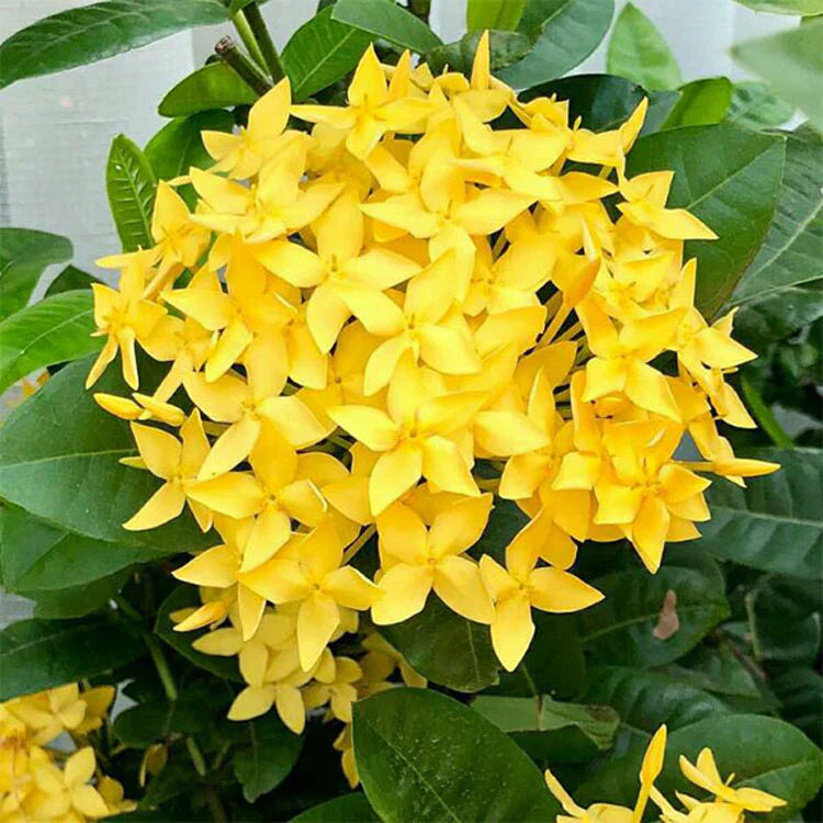 Ixora Dwarf Yellow