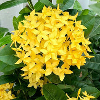 Ixora Dwarf Yellow - Ladybird Nursery