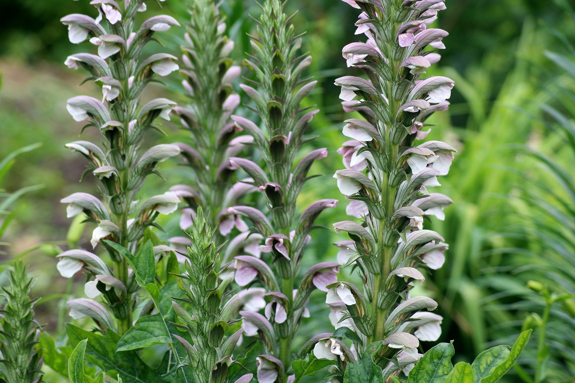 Bear's Breeches Dwarf (Acanthus mollis)