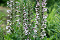 Bear's Breeches Dwarf (Acanthus mollis)