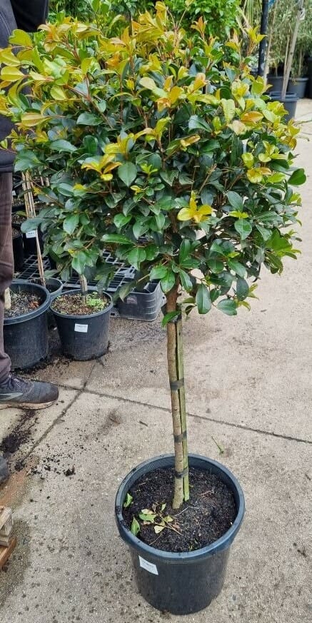Lilly Pilly Standards (Syzygium australe)