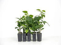 Bougainvillea Clifton Carnival (Bougainvillea glabra) - Ladybird Nursery