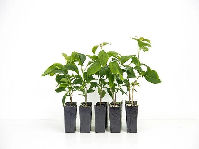 Bougainvillea Chitra (Bougainvillea glabra)