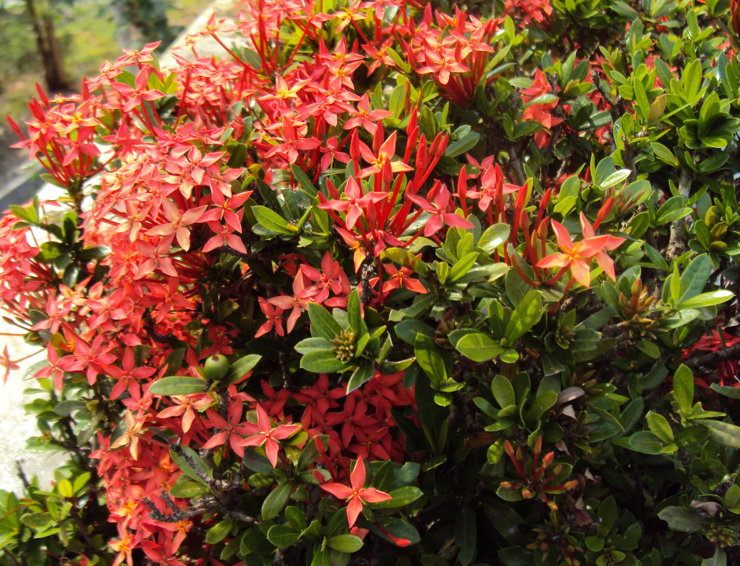 Ixora Dwarf Red