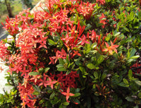 Ixora Dwarf Red