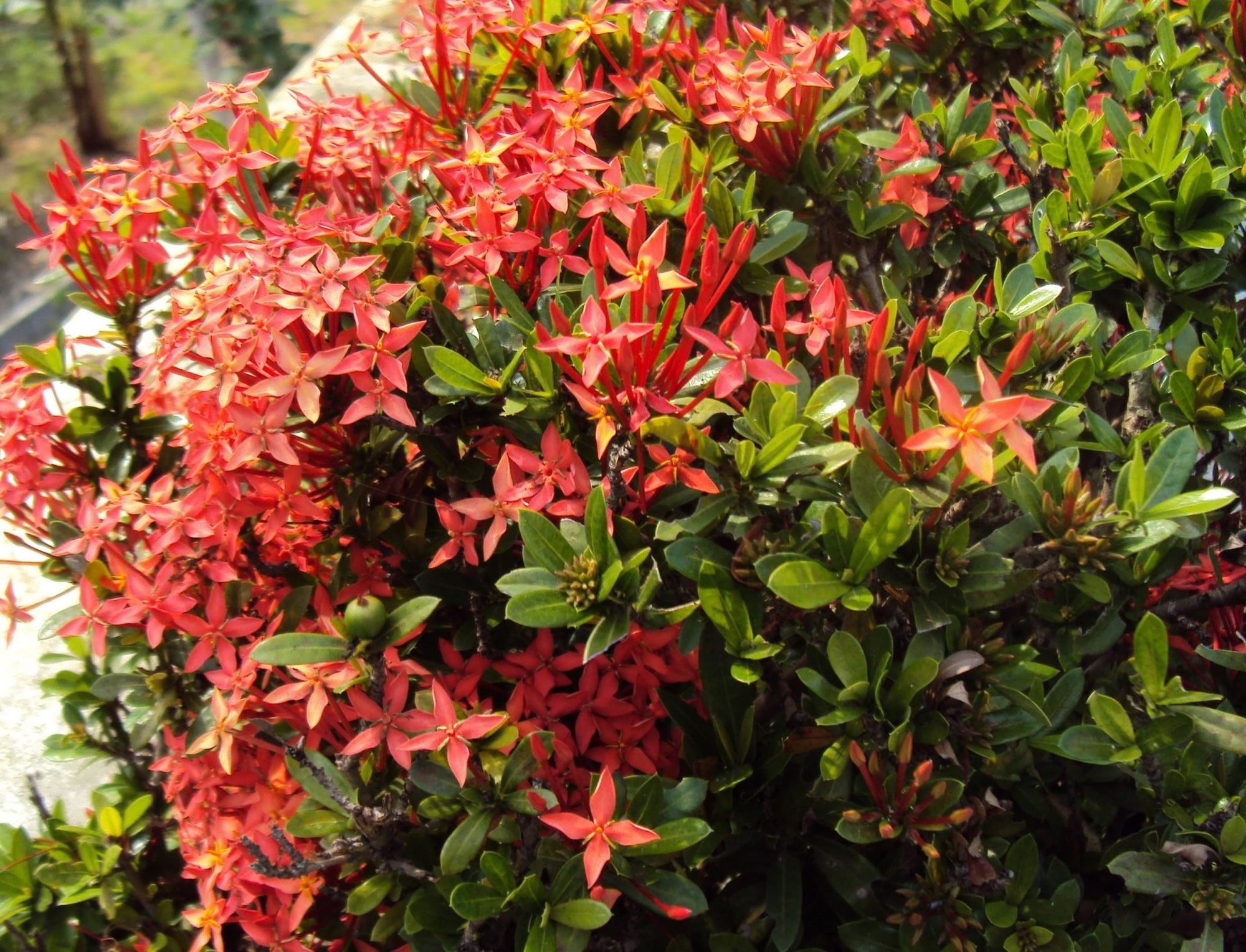Ixora Dwarf Red - Ladybird Nursery