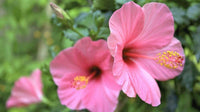 Chinese Hibiscus Fantasy Hot Pink (Hibiscus rosa-sinensis)