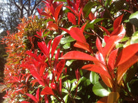Photinia (Photinia robusta)