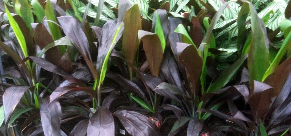 Cordyline Negra (Cordyline fruticosa) - Ladybird Nursery