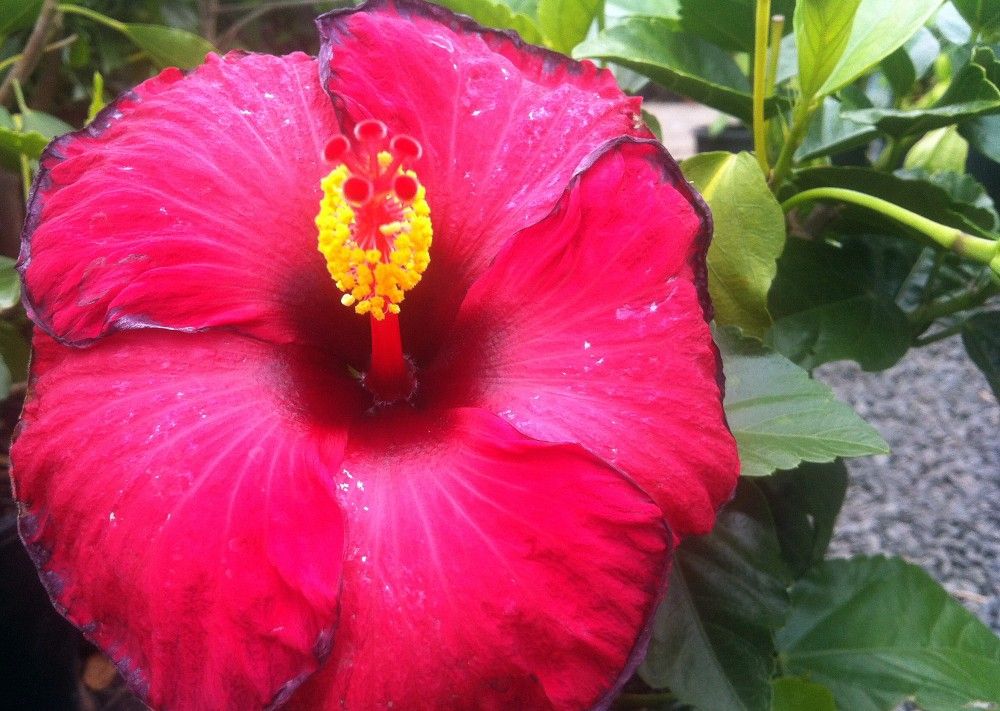 Hibiscus Klahanie Wild Cherry