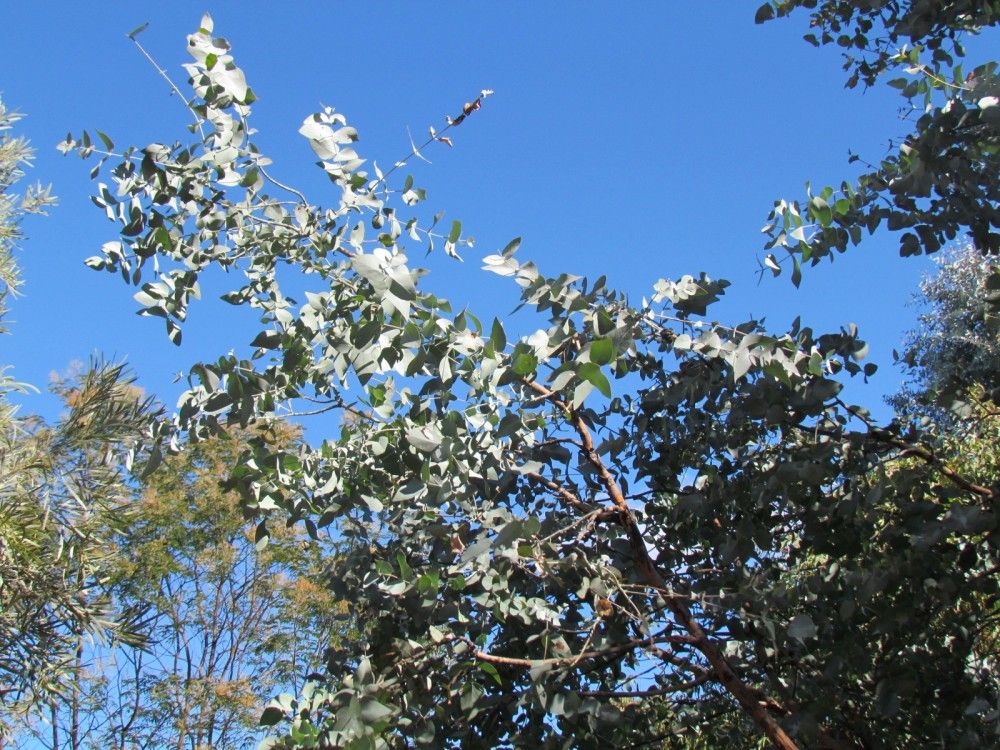 Argyle Apple (Eucalyptus cinerea) - Ladybird Nursery