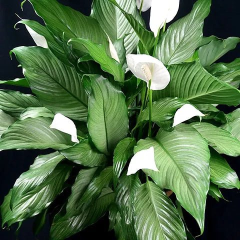 Peace Lily Mist Platinum (Spathiphyllum) - Ladybird Nursery