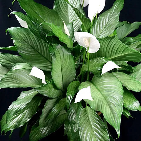 Peace Lily Mist Platinum (Spathiphyllum)