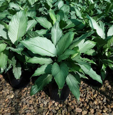 Peace Lily 'Platinum Mist' (Spathiphyllum) Large - Ladybird Nursery