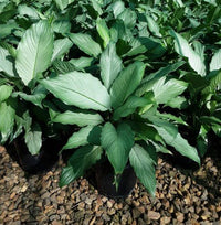 Peace Lily 'Platinum Mist' (Spathiphyllum) Large - Ladybird Nursery