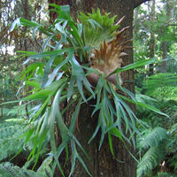 Elkhorn Fern (Platycerium bifurcatum)