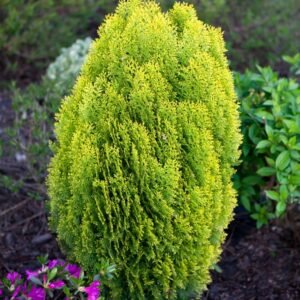 Thuja Golden Biota – Advanced 300mm Pot (Pickup Only) - Ladybird Nursery