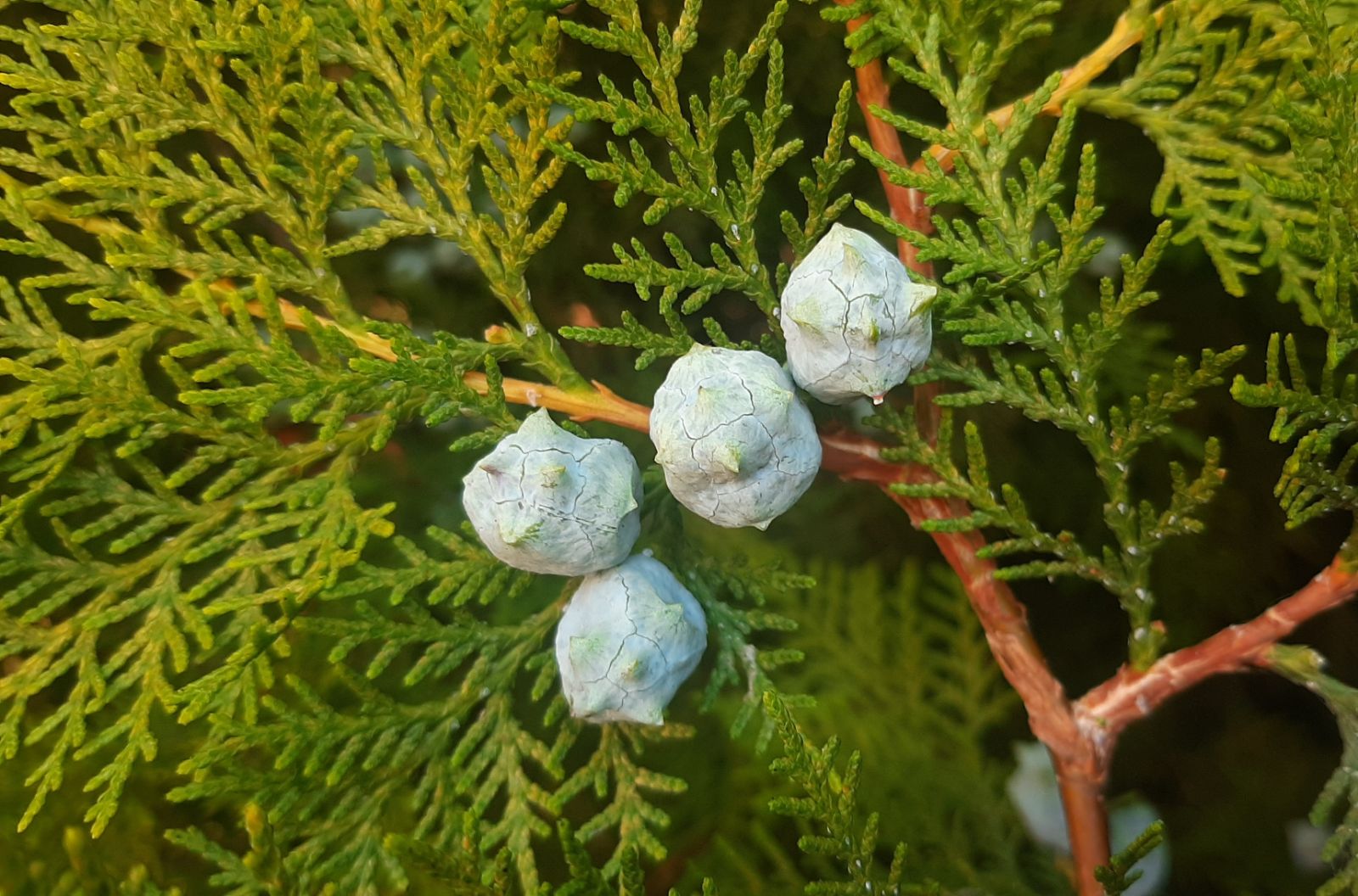 Dwarf Blue Arborvitae Minima Glauca (Thuja orientalis)