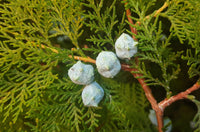 Dwarf Blue Arborvitae Minima Glauca (Thuja orientalis)