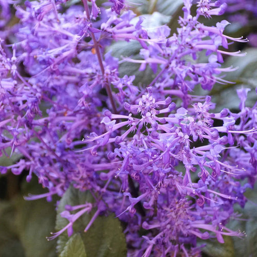 Plectranthus ‘Velvet Elvis’ - Ladybird Nursery