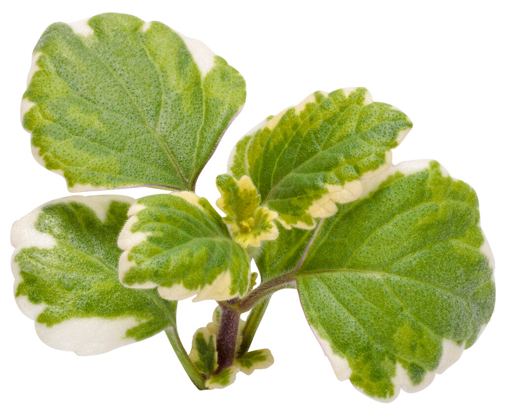 Variegated Swedish Ivy variegata (Plectranthus coleoides)