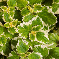 Variegated Swedish Ivy variegata (Plectranthus coleoides)