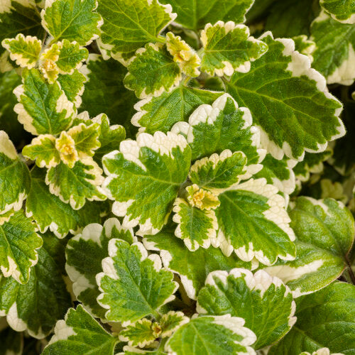 Variegated Swedish Ivy variegata (Plectranthus coleoides)