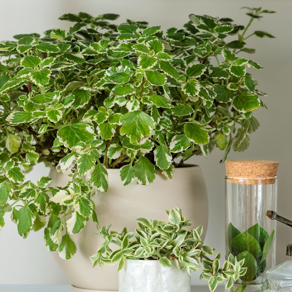 variegata' - Variegated Swedish Ivy - Plectranthus coleoides | Proven variegata' - Variegated Swedish Ivy - Plectranthus coleoides | Proven
