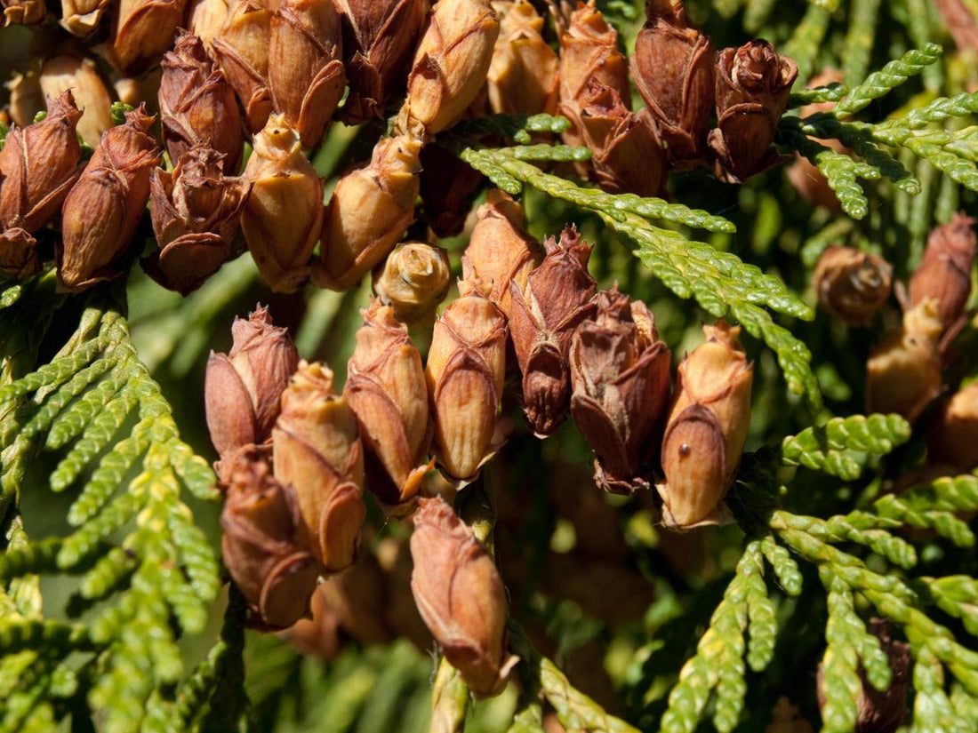 Western Red Cedar (Thuja plicata) - Ladybird Nursery
