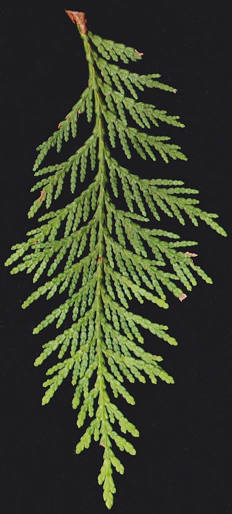 Western Red Cedar (Thuja plicata)