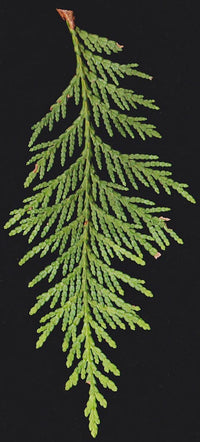 Western Red Cedar (Thuja plicata)