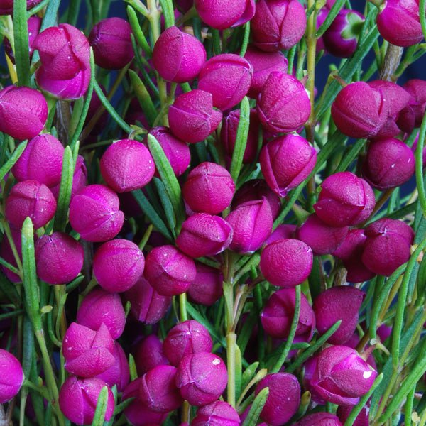 Plum Bells Boronia (Boronia Plum) - Ladybird Nursery