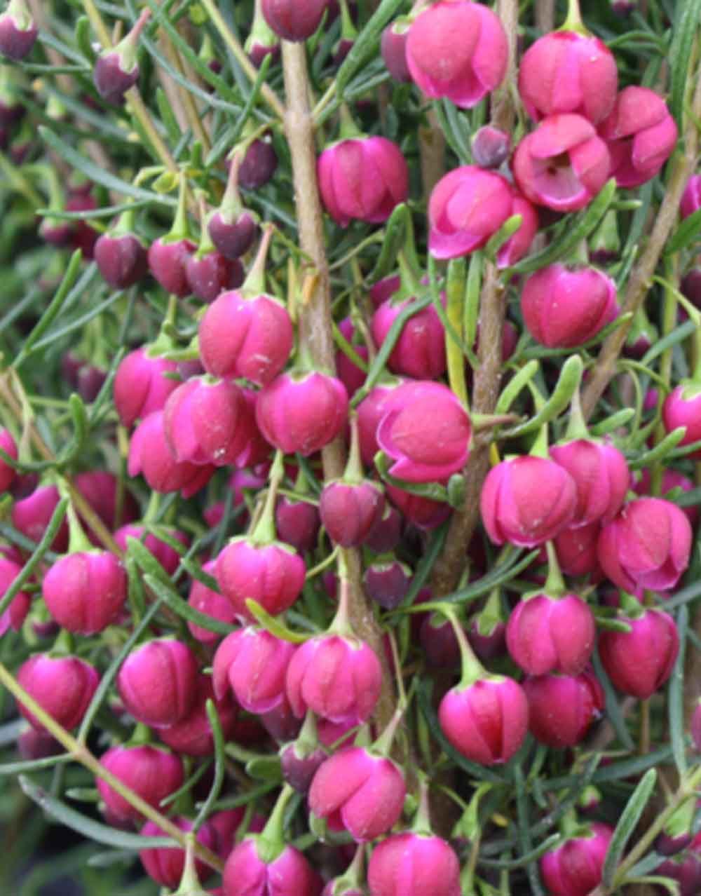 Plum Bells Boronia (Boronia Plum)