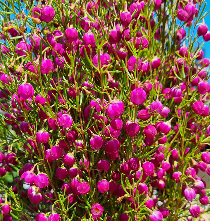 Plum Bells Boronia (Boronia Plum)