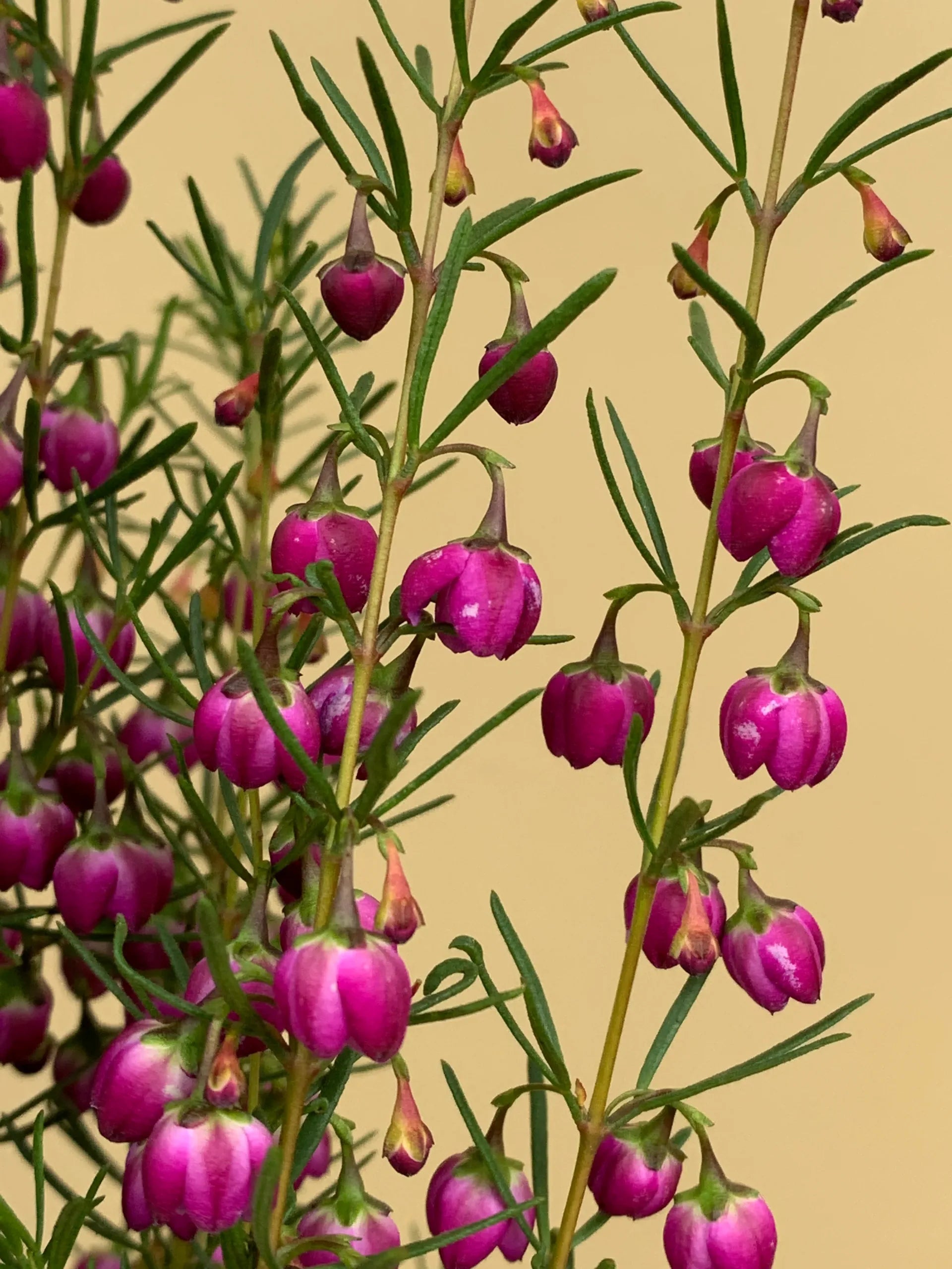Plum Bells Boronia (Boronia Plum)