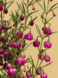 Plum Bells Boronia (Boronia Plum)