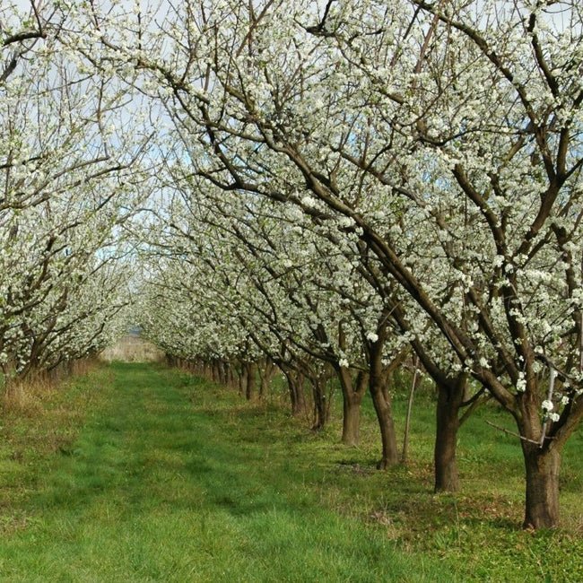 Plum 87_7 - Ladybird Nursery