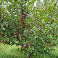 Dwarf Plum 'A-Okay™'