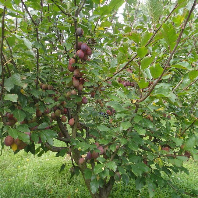 Dwarf Plum 'A-Okay™'