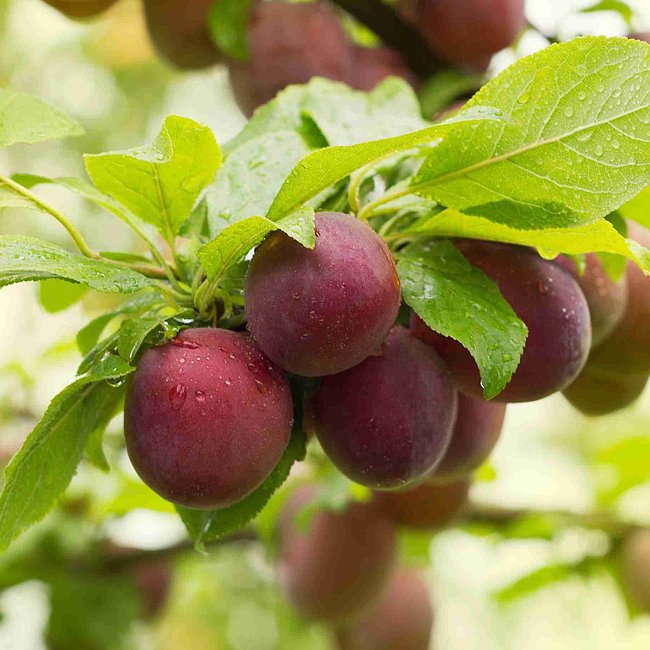 Dwarf Plum 'A - Okay™' - Ladybird Nursery