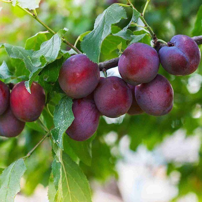 Dwarf Plum 'A-Okay™'