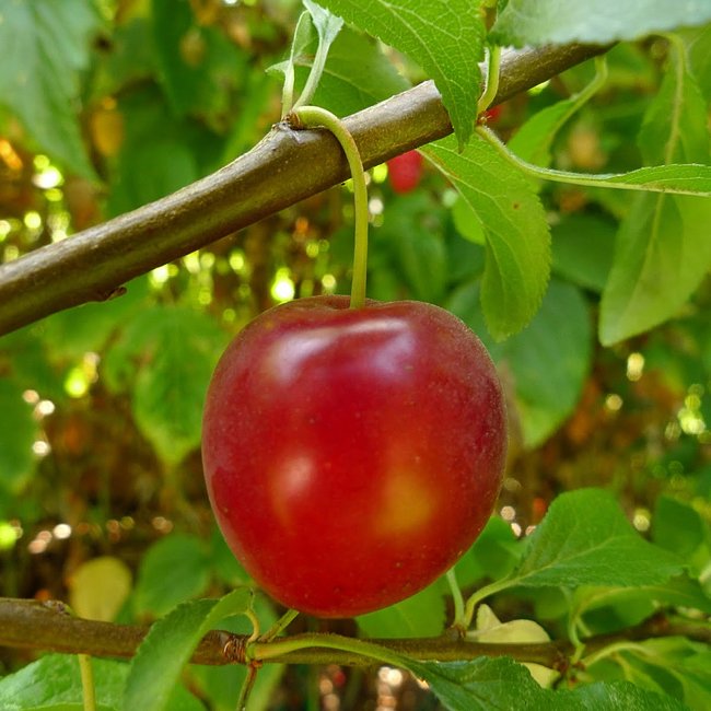 Plum Rova Plum Cherry Plum 8-1 Fruit Tree – Buy Now! – Ladybird Nursery