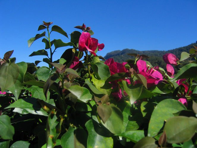 Bougainvillea Red Dragon™ Plum Crazy (Bougainvillea Red) - Ladybird Nursery
