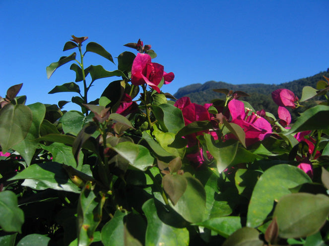 Bougainvillea Red Dragon™ Plum Crazy (Bougainvillea Red)