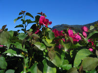 Bougainvillea Red Dragon™ Plum Crazy (Bougainvillea Red)