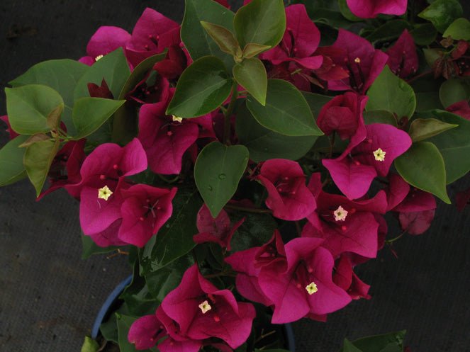 Bougainvillea Red Dragon™ Plum Crazy (Bougainvillea Red) - Ladybird Nursery