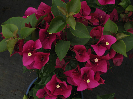 Bougainvillea Red Dragon™ Plum Crazy (Bougainvillea Red)
